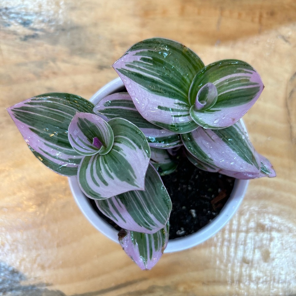 Meet your Posher, Lily